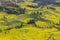 Spring fresh landscape of colorful fields