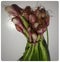 Spring fresh onions green beautiful placed in paper like feathers excellent source of vitamin C and calcium source of dietary and