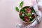 Spring fresh salad with blood orange, lettuce, spinach and sesame seeds on pink background. Top view. Selective focus