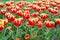 Spring freshness. field with tulips in netherlands. tulip field with various type and color. nature landscape