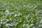 Spring frost, green grass covered with white snow