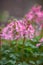 Spring fumewort Corydalis solida Beth Evans budding pink flowers