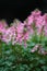 Spring fumewort Corydalis solida Beth Evans, lovely pink flowers
