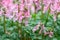 Spring fumewort Corydalis solida Beth Evans, with lovely pink flowers