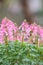 Spring fumewort Corydalis solida Beth Evans, pink flowers