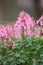 Spring fumewort Corydalis solida Beth Evans, with pink flowers