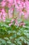 Spring fumewort Corydalis solida Beth Evans, some budding pink flowers