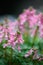 Spring fumewort Corydalis solida Beth Evans, some pink flowers