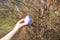 spring fun - finding eggs for easter outdoor in countryside. child takes egg on sunny day.