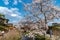 spring garden at ancient Oshino Hakkai village near Mt. Fuji, Fuji Five Lake region