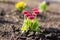 Spring garden Bellis L. red in the garden