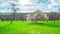 Spring garden, blooming cherry and rain clouds, panoramic time-lapse