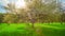 Spring garden, blooming cherry and rain clouds, panoramic time-lapse