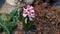 Spring in the garden. Blooming pink hyacinth in a flower bed close-up