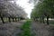 Spring garden of the blossoming almonds. Latrun, Israel