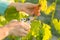 Spring garden, care, pruning. Female hands with pruner trimming grapevine at spring garden is working with bush of grapes