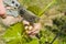 Spring garden, care, pruning. Male hands with pruner trimming grapevine at spring garden is working with bush of grapes