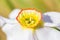 Spring garden closeup narcissus flower