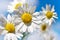 Spring in garden and fields with wild flowers: white daisy against blue sky - matricaria perforata / Scentless Mayweed