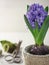 Spring garden flower Hyacinth