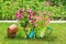 Spring in the garden. Flower seedlings, gardening tools