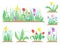 Spring garden flowers. Early flower, colorful gardens plants and flowering plant gardening flat vector illustration