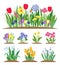 Spring garden flowers. Grass and plant. Early spring flowering vector