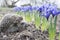 Spring in the garden hedgehog near purple flowers irises.