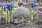 Spring in the garden hedgehog near purple flowers irises.