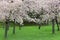 Spring garden with majestically blossoming cherry trees on a green lawn