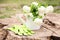 Spring garden scene. Lake and white hydrangea flowers on old wooden stump