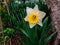 In the spring garden on a sunny day, a white daffodil flower grows.