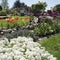 Spring Garden with tulips and saxifrage