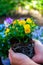 Spring garden works, hands holding ornamental colorful flowers of viola plant