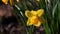 Spring Garden Yellow Narcissus Flower Rain Drops