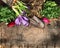 Spring gardening background with crocus, buttercups, scoop on rustic wooden table, top