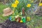 Spring gardening concept: gardening tools, shovel, flower pots with primerose, straw hat, yellow daffodils