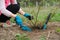 Spring gardening, female gardener wearing gloves with garden tools and soil under rose bush