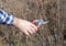 Spring Gardening. Gardener cutting fruit bush with bypass secateurs