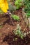Spring gardening - gardener planting flowers and plant into composted soil