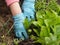 Spring gardening.Hands of a female gardener transplant seedlings of calendula or other plants into the open ground