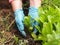 Spring gardening.Hands of a female gardener transplant seedlings of calendula or other plants into the open ground