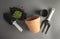 Spring gardening. Planting indoor plant. Succulent, cactus plant. Garden tools, flower pot, gray background with copy space