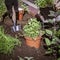 Spring gardening, transplanting flower seedlings. Female hands of a gardener in protective gloves with a small shovel