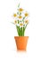 Spring Gardening. White narcissus flowers in pot