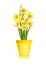 Spring Gardening. Yellow narcissus flowers in pot