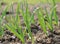 Spring garlic plant, South Bohemia