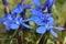 Spring Gentian