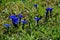 Spring gentian flowering in a meadow in Bavaria Germany