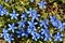 Spring Gentian in the French Alps